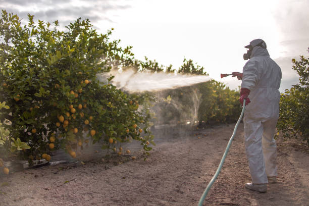 Best Flea Control Services  in Chicopee, MA