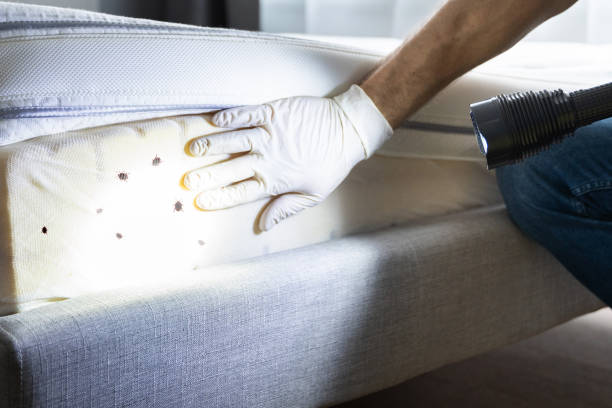 Best Ant Control Services  in Chicopee, MA