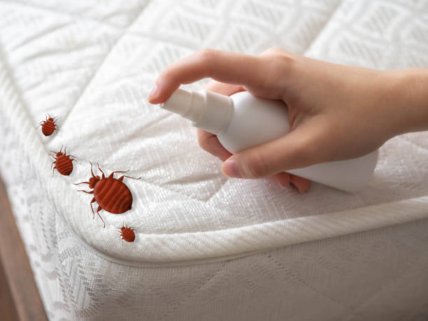 Best Spider Control Near Me  in Chicopee, MA