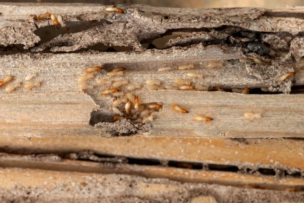 Best Pest Control Treatment  in Chicopee, MA