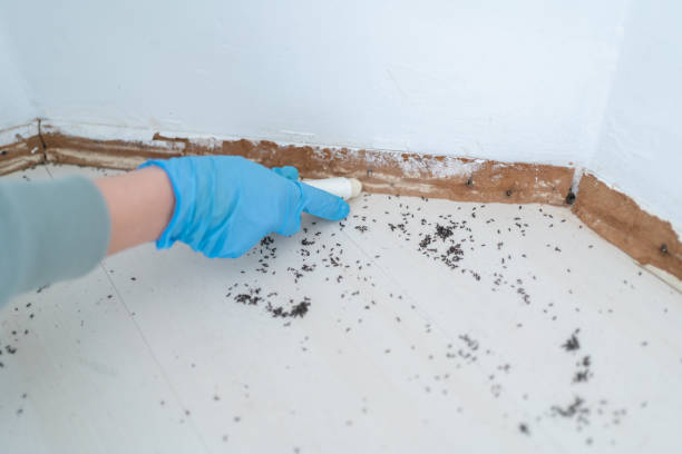 Reliable Chicopee, MA Pest Control Solutions