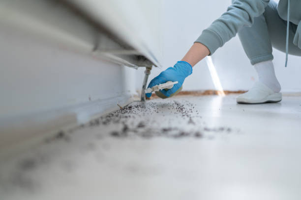 Best Cockroach Control Services  in Chicopee, MA